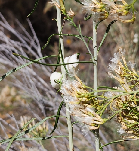 Unknown species found near Whitewater, CO 81527, USA