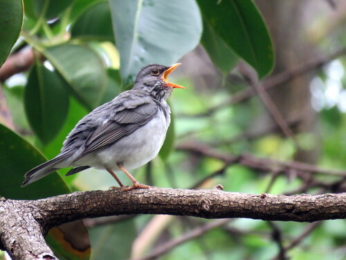 Blacksmith Thrush (Turdus subalaris), photo 6