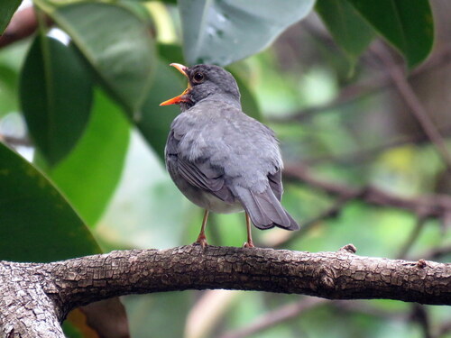 Blacksmith Thrush (Turdus subalaris), photo 7