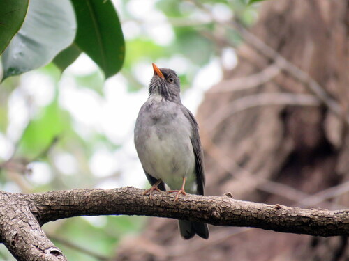 Blacksmith Thrush (Turdus subalaris), photo 4