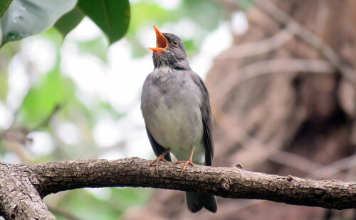Blacksmith Thrush (Turdus subalaris), photo 8