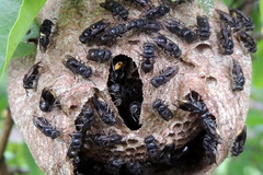 Brachygastra augusti