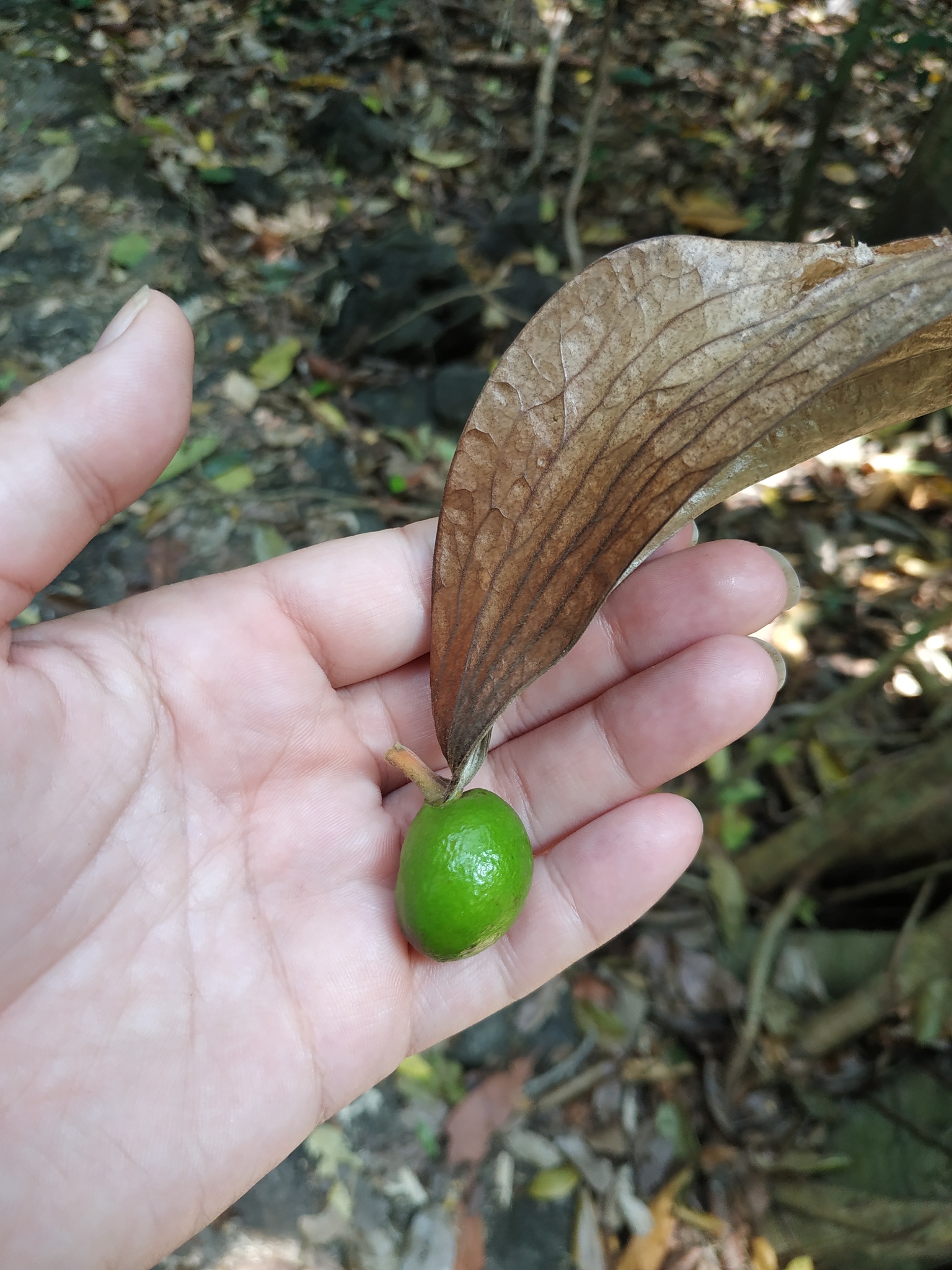 Ươi (Scaphium affine)