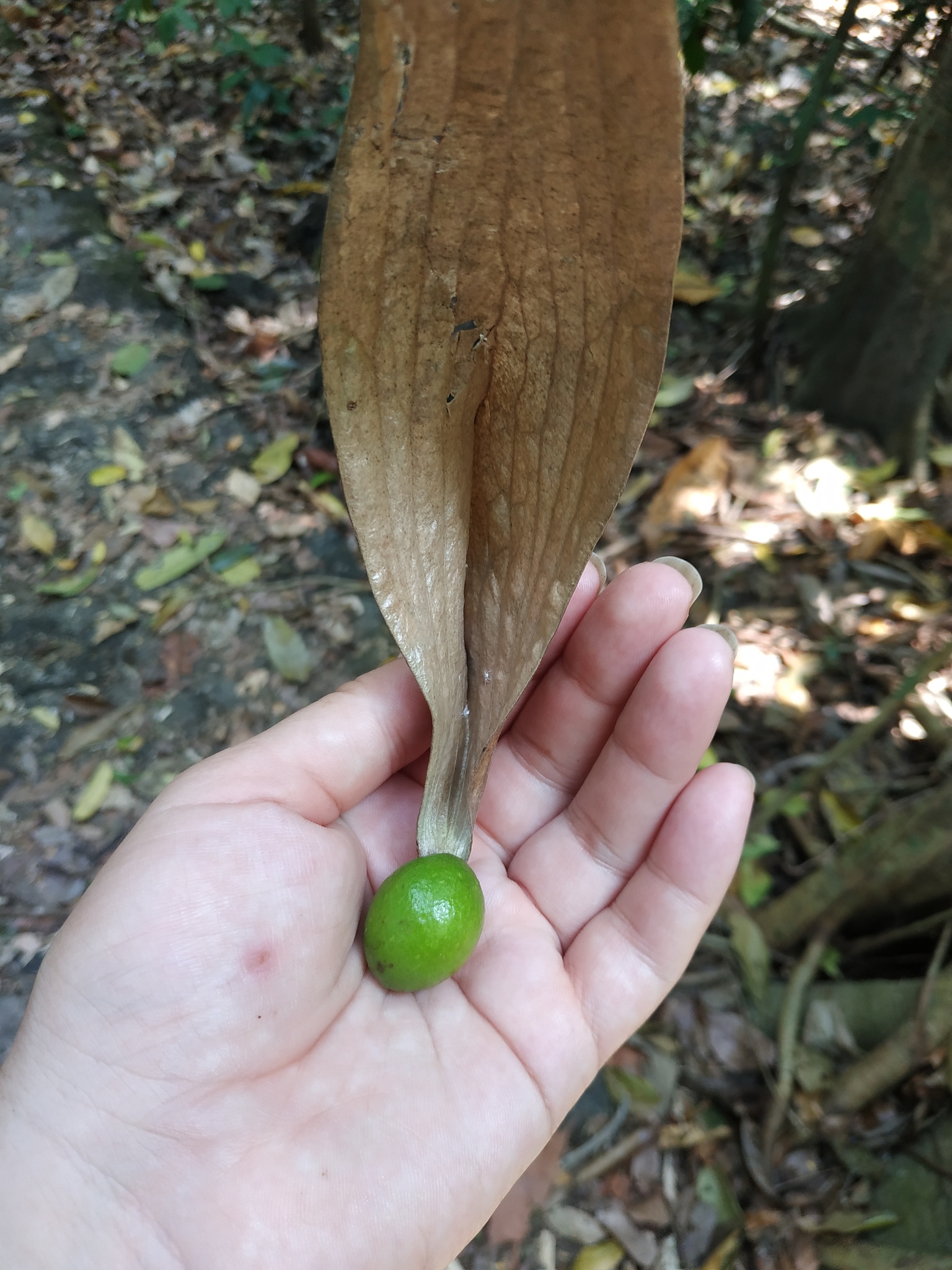 Ươi — ảnh 3