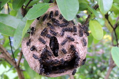 Brachygastra augusti