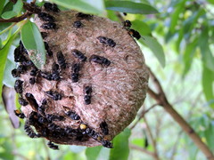 Brachygastra augusti