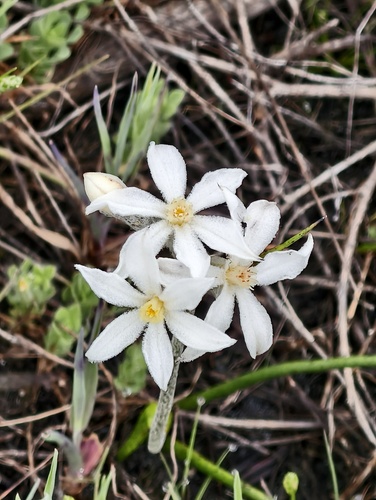 Tribonanthes variabilis (Tribonanthes variabilis)