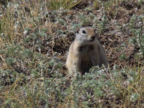 Wyoming Ground Squirrel observed by ecarpe