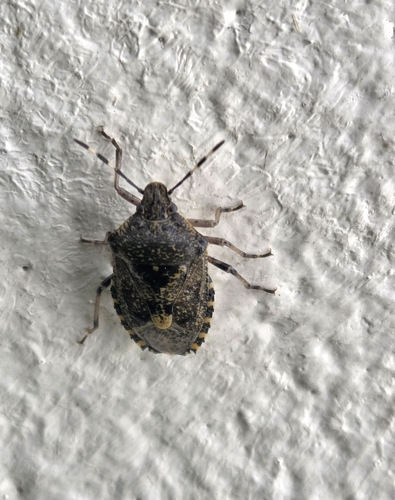 Rhaphigaster nebulosa