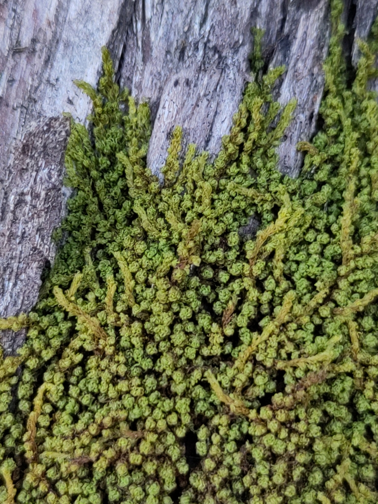 Macromitrium urceolatum