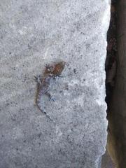 Hemidactylus turcicus