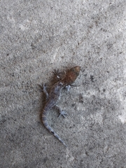 Hemidactylus turcicus