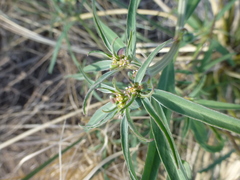Euphorbia exstipulata