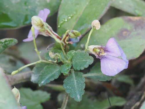 Impatiens medogensis