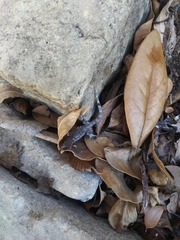 Hemidactylus turcicus