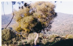 Viscum cruciatum