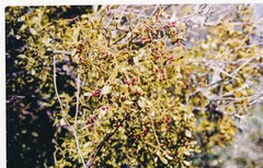 Viscum cruciatum