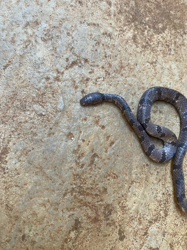 African Banded Snake
