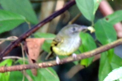 Oncostoma cinereigulare