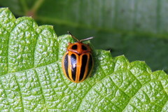 Chelymorpha militaris