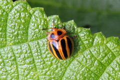 Chelymorpha militaris