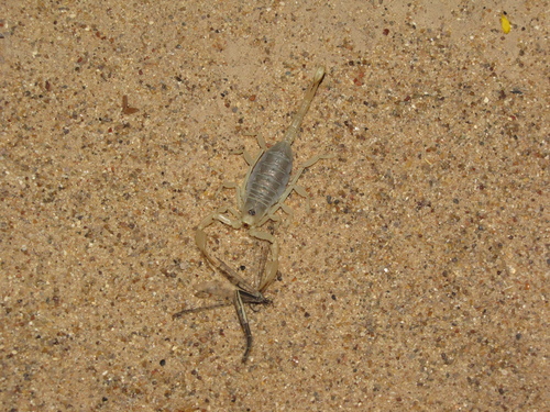 Photo of Dune Scorpion (Smeringurus mesaensis)