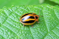 Chelymorpha militaris