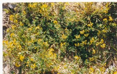 Coronilla valentina glauca