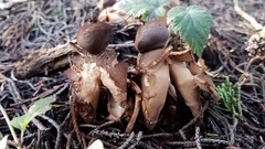 Geastrum fornicatum
