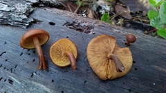 Gymnopilus bellulus