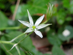 Ornithogalum umbellatum