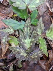 Phacelia bipinnatifida