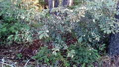 Phytophthora ramorum