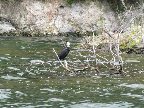 Phalacrocorax varius observed 2013-11-19