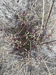 Trichostema nesophilum