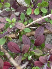 Trichostema nesophilum