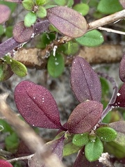 Trichostema nesophilum