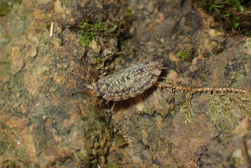 Tiroloscia pyrenaica
