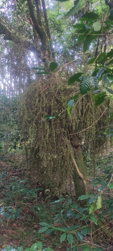 Ficus botryocarpa observed 2025-10-29