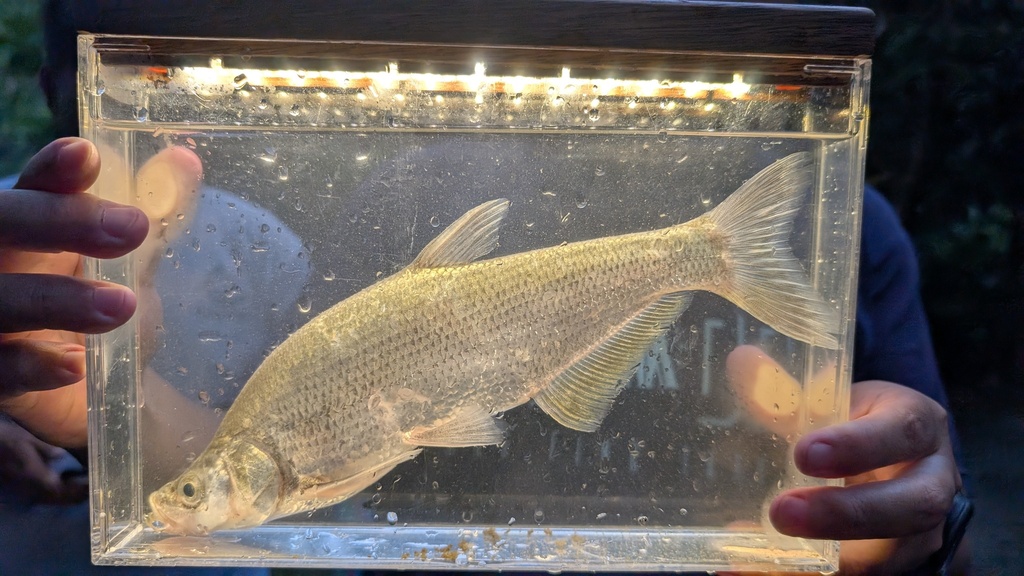 Common skygazer (Chanodichthys erythropterus) — Cyprinidae