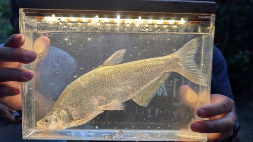 Common skygazer (Chanodichthys erythropterus) — Cyprinidae