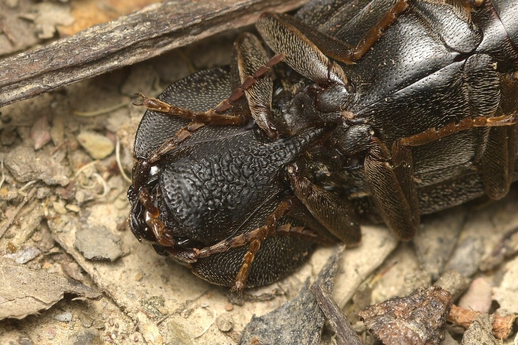 Aphileus lucanoides