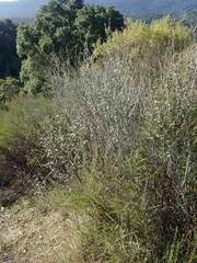 Malacothamnus arcuatus