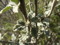 Malacothamnus arcuatus