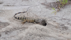 Iguana iguana