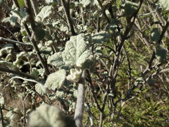 Malacothamnus arcuatus