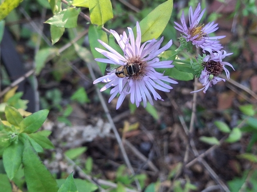 Unknown species found near Oleander Dr EB at Greenville Lp Rd, Wilmington, NC 28403, USA