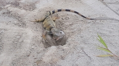 Iguana iguana