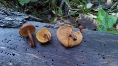 Gymnopilus bellulus