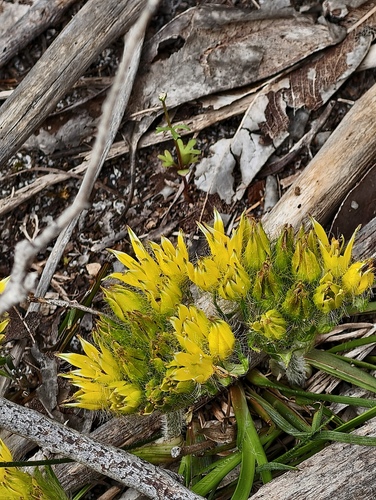 Conostylis juncea (Conostylis juncea)